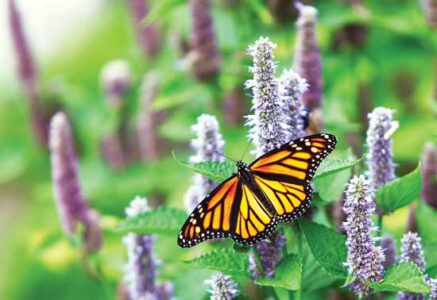 Anise Hyssop: Herb of the Year